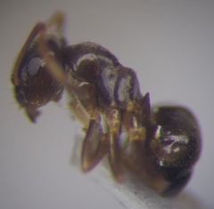 Lasius alienus