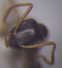 Lasius alienus