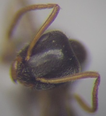 Lasius alienus