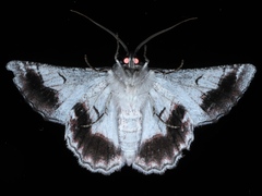 Hypobapta tachyhalotaria