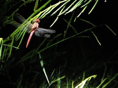 Crocothemis servilia