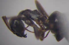 Lasius alienus