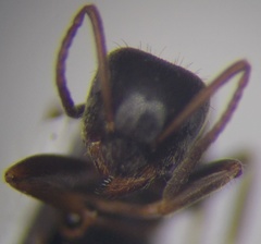 Lasius alienus