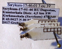Lasius alienus