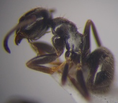 Lasius alienus