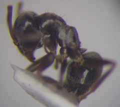 Lasius alienus