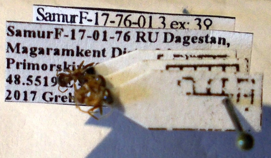 Lasius brunneus