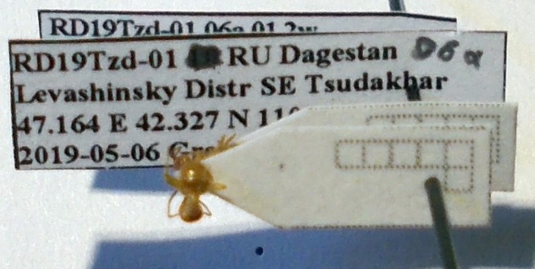 Lasius carniolicus