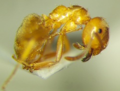 Lasius carniolicus