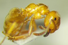 Lasius carniolicus