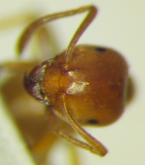 Lasius carniolicus