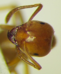Lasius carniolicus