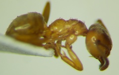 Lasius carniolicus