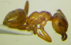 Lasius carniolicus