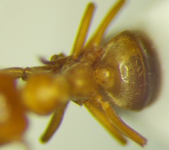 Lasius carniolicus