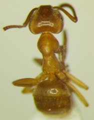Lasius carniolicus