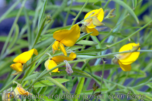 Crotalaria juncea