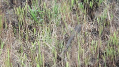 Hemachatus haemachatus