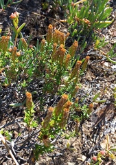 Pteronia hutchinsoniana