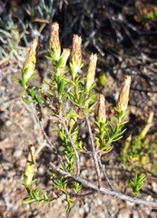 Pteronia hutchinsoniana