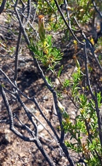 Pteronia hutchinsoniana