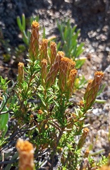 Pteronia hutchinsoniana