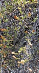Pteronia hutchinsoniana