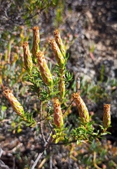 Pteronia hutchinsoniana