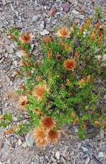 Pteronia hutchinsoniana