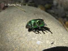 Calomacraspis splendens