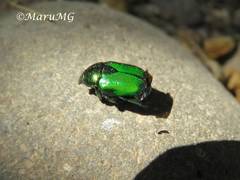 Calomacraspis splendens