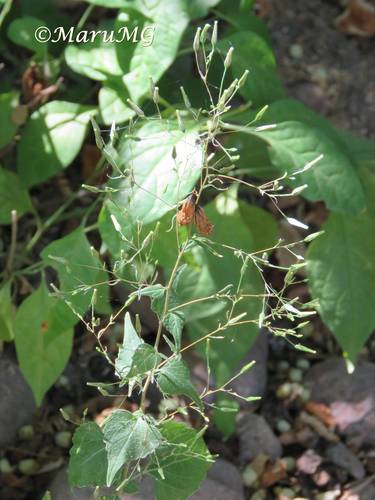 Brickellia diffusa