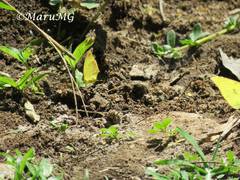 Abaeis xantochlora xantochlora