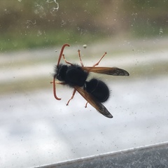 Hypodynerus vespiformis