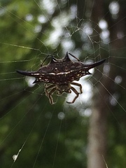 Gasteracantha diardi