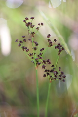 Juncus pallescens