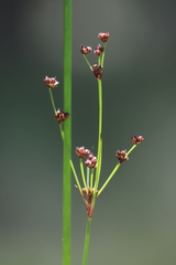 Juncus pallescens