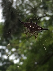 Gasteracantha diardi