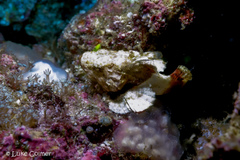 Scorpaenopsis macrochir
