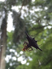 Gasteracantha diardi