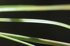 Juncus pallescens
