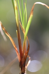 Juncus pallescens
