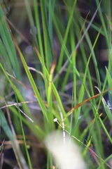 Juncus pallescens