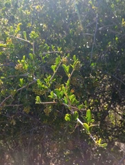 Searsia longispina