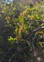 Searsia longispina