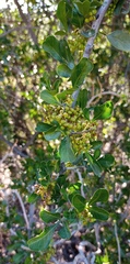 Searsia longispina