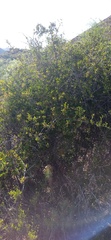 Searsia longispina