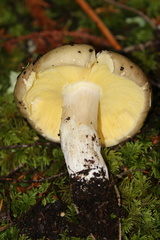 Russula occidentalis