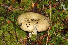 Russula occidentalis