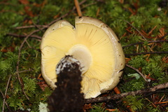Russula occidentalis